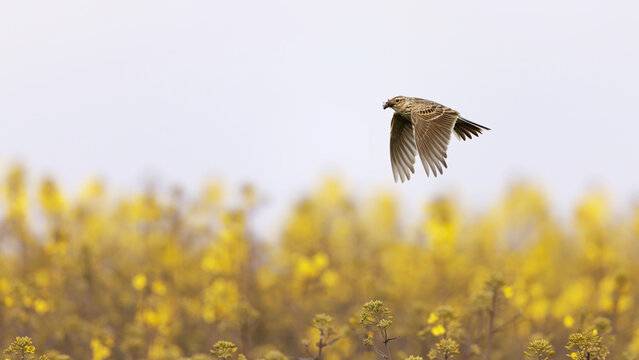 pipit bird flying over rapeseed field
