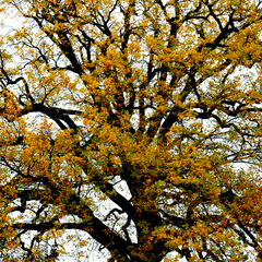 big oak tree in autumn with yellow leaves