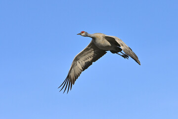 A migratory sandhill crane flies through an Alaska blue-sky day.