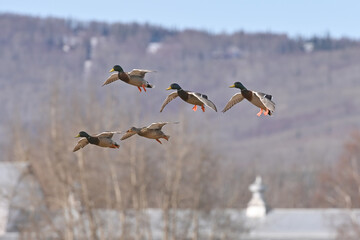 Male and female mallards prepare to land in an Alaska pond.