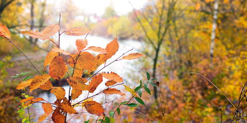 Yellow and orange leaves on trees in the forest by the river