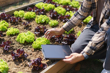 Male gardener holding tablet and caring vegetable to checking growth lettuce in home garden