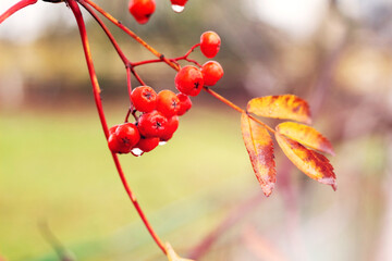 Rowan branch with red wet berries on a blurred background
