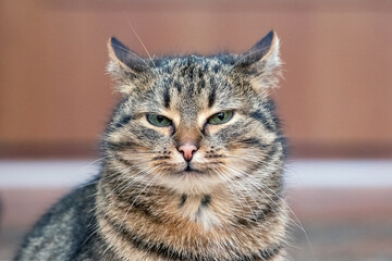 Close-up portrait of a striped cat with squinting eyes