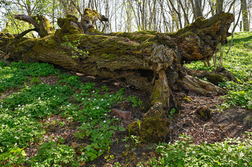 old dead tree giving back to nature