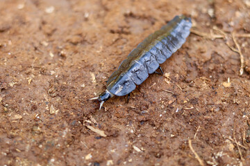 black lamprigera insect closeup. fireflies or glow-worms that can glow at night