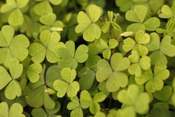 green clover background