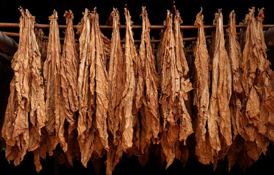 Tobacco leaves drying in the shed and quality control of Curing Burley tobacco leaf hanging in barn. Agriculture.tobacco farming, harvest