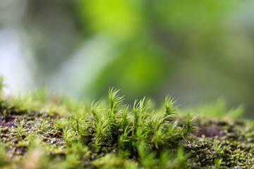 Lush, green moss covers the forest floor, creating a vibrant, textured landscape in the natural, blurred environment