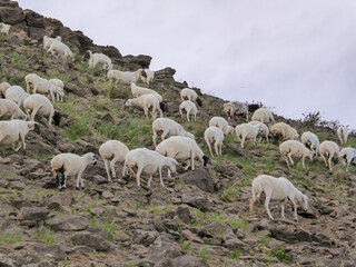 A heard of sheep grazing on steep slopes of a hill in outskirts of Xilinhot, Inner Mongolia. There is one black sheep in between them. The slopes are barely overgrown with grass. Natural habitat.