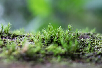 Lush, green moss covers the forest floor, creating a vibrant, textured landscape in the natural, blurred environment
