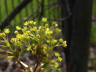 Branch blooming holly maple spring nature