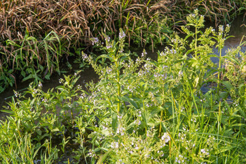 水辺に自生するカワヂシャ（Veronica undulata）5月・日本