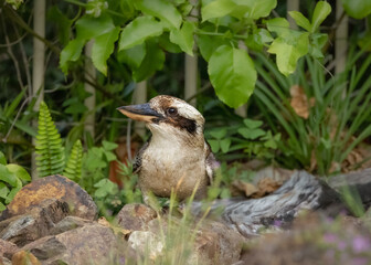 Kookaburra at a pond in a suburban garden