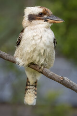 Kookaburra perched on a branch in a suburban garden