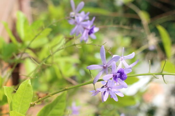 Purple flower of Sandpaper Vine or Queens Wreath or Purple Wreath in the garden. Tropical flower in sunny day with blur background. 