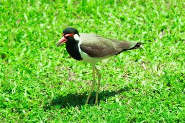 Close-up shot of a red-wattled lapwing (Vanellus indicus) bird