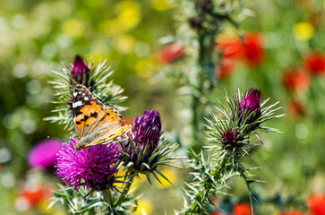 Wild thristle flowers with butterfly