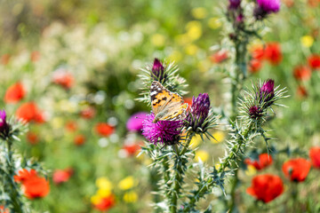 Wild thristle flowers with butterfly