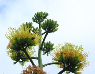 Close up of colorful Agave flower and yellow pollen with blue sky and cloudy background.