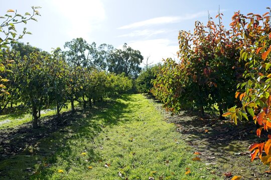 vineyard in the morning