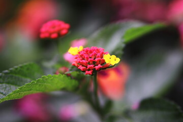 色鮮やかなランタナの花