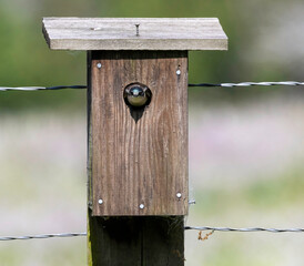 A Tree Swallow in its bird box on a farm