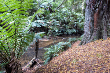 Creek in the Great Otway National Park