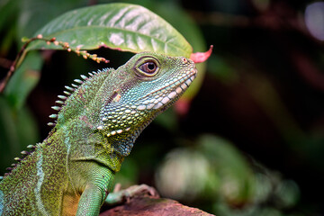 Grüne Wasseragame ( Physignathus cocincinus ).