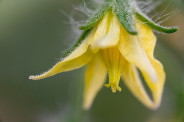 Bright yellow flower of tomato