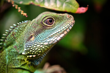 Fototapeta premium Grüne Wasseragame ( Physignathus cocincinus ).