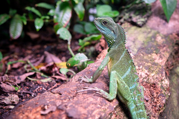 Grüne Wasseragame ( Physignathus cocincinus ).