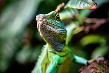 Grüne Wasseragame ( Physignathus cocincinus ).
