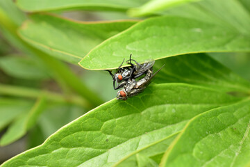 Naklejka premium Two gray flies sit on a leaf of a plant.