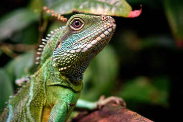 Grüne Wasseragame ( Physignathus cocincinus ).