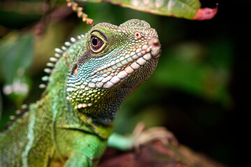 Grüne Wasseragame ( Physignathus cocincinus ).