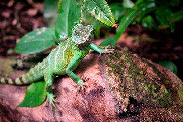 Grüne Wasseragame ( Physignathus cocincinus ).