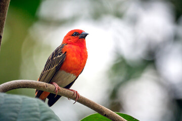 Madagaskarweber ( Foudia madagascariensis ).