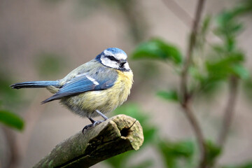 Blaumeise ( Cyanistes caeruleus ).