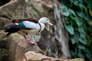 Radjahgans ( Radjah radjah ).