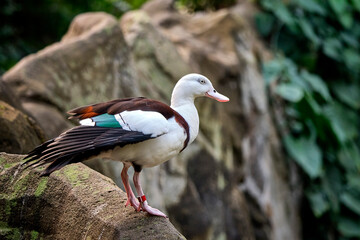 Radjahgans ( Radjah radjah ).