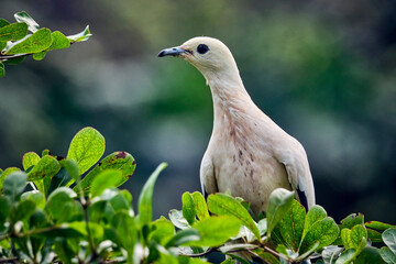 Zweifarben-Fruchttaube ( Ducula bicolor ).