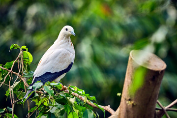 Zweifarben-Fruchttaube ( Ducula bicolor ).