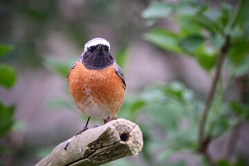 Gartenrotschwanz ( Phoenicurus phoenicurus ).