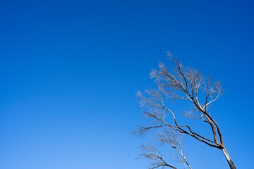 tree branches against sky