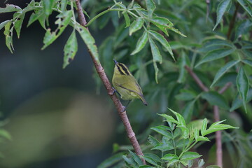 Mountain Leaf Warbler (Phylloscopus trivirgatus kinabaluensis)  in Sabah, North Borneo 