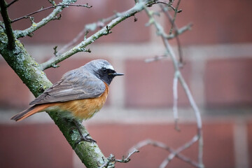 Gartenrotschwanz ( Phoenicurus phoenicurus ).