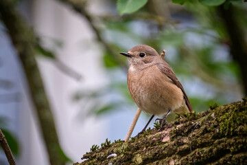 Gartenrotschwanz ( Phoenicurus phoenicurus )- Weibchen.