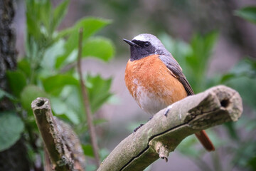Gartenrotschwanz ( Phoenicurus phoenicurus ).