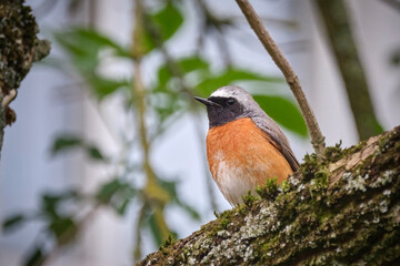 Gartenrotschwanz ( Phoenicurus phoenicurus ).